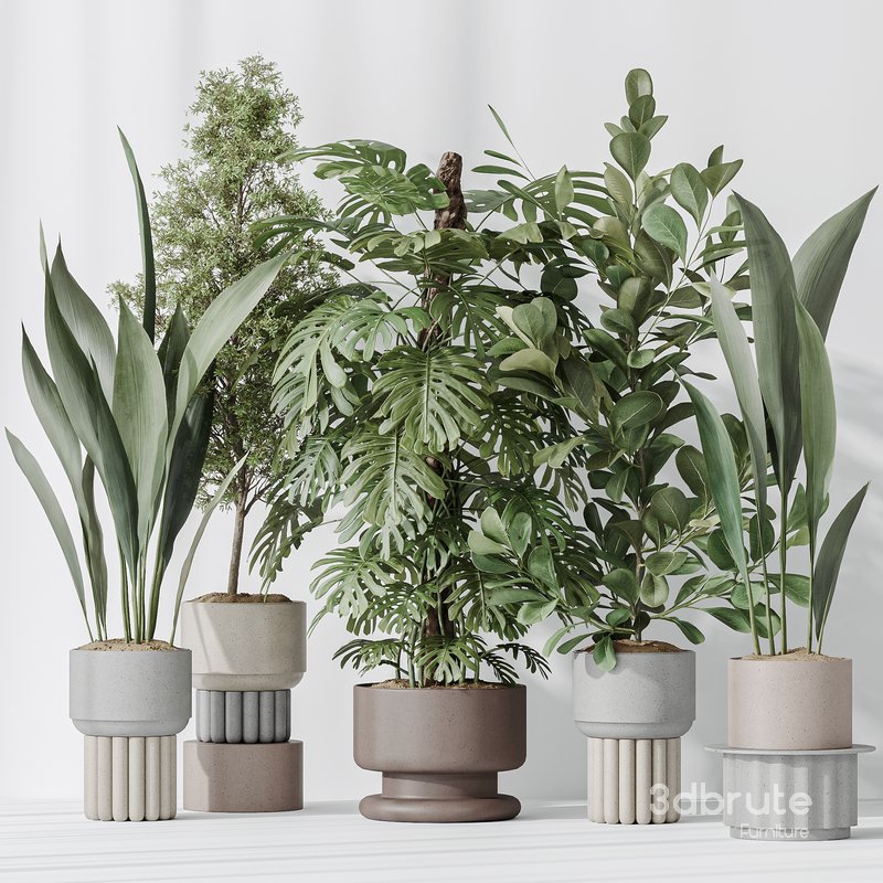 Indoor plant set 48 Image 2