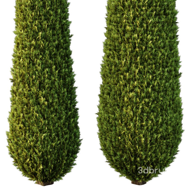 Italian Cypress Tree02 Image 2