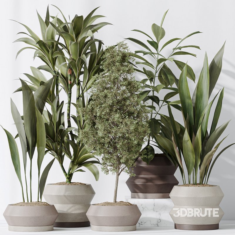 Indoor plant set 52 Image 4