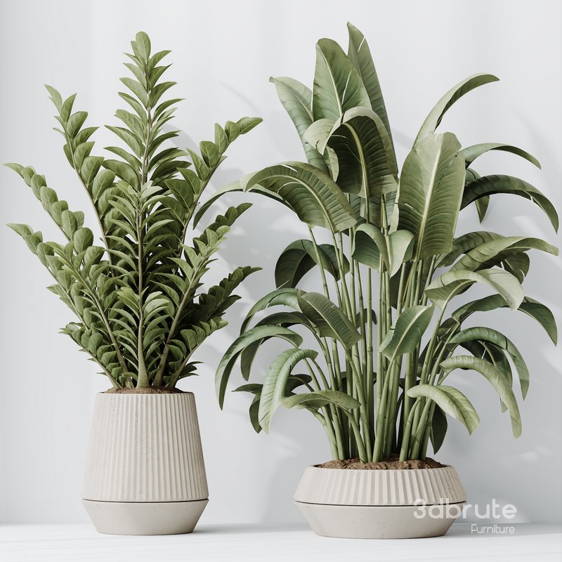 Indoor Plants Set 41 Image 4