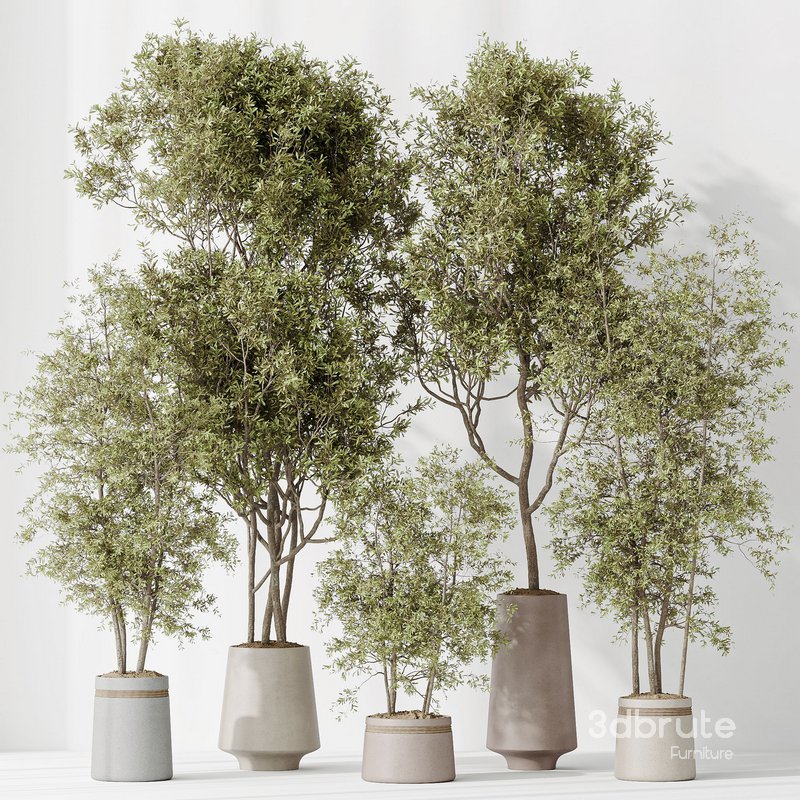 Indoor plant set 45 Image 7