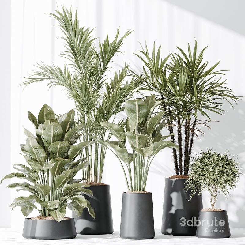 Indoor plant set 30 Image 5