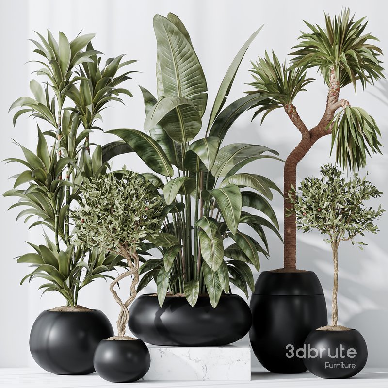 Indoor plant set 47 Image 1