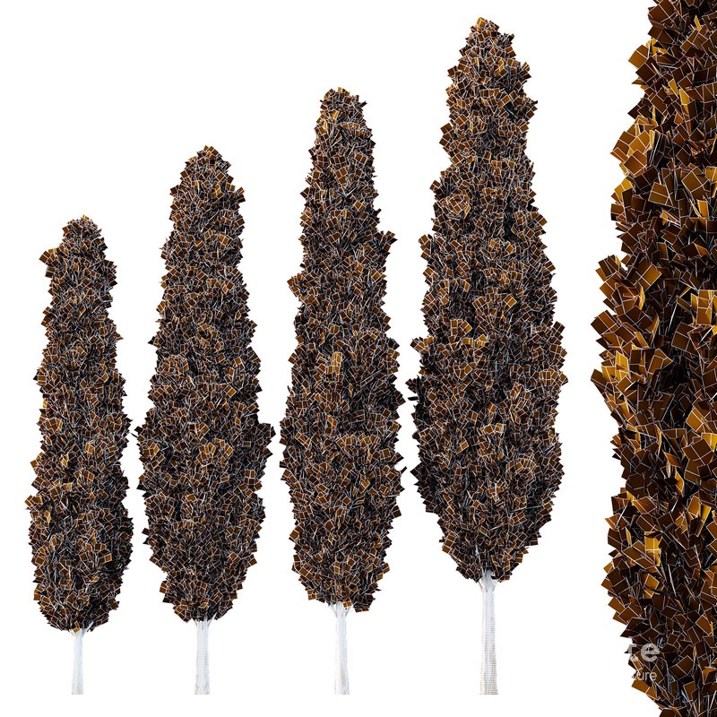 Italian Cypress Tree10 Image 2