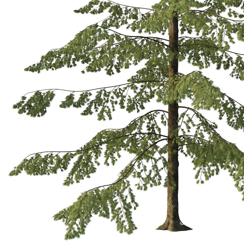 Spruce Tree04 Image 3