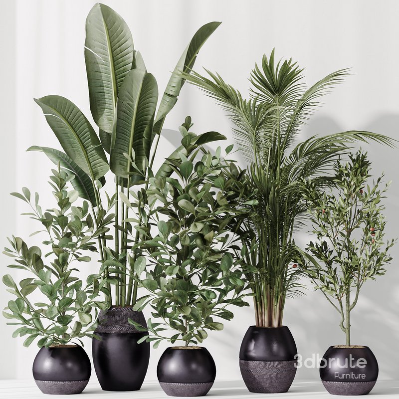 Indoor plant set 51 Image 2