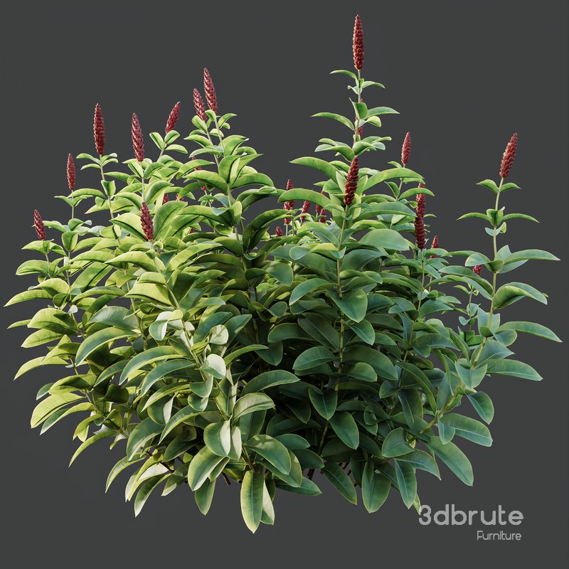 HQ Plants Costus Speciosus Bulbs Crape Malay Ginger Image 4