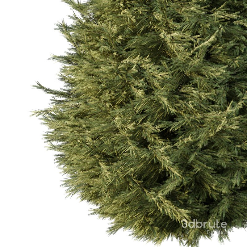 Spruce Tree06 Image 3