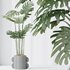 HousePlants Elegant Monstera Deliciosa Large Leaf Form Swiss Cheese Set04 - Thumbnail 5