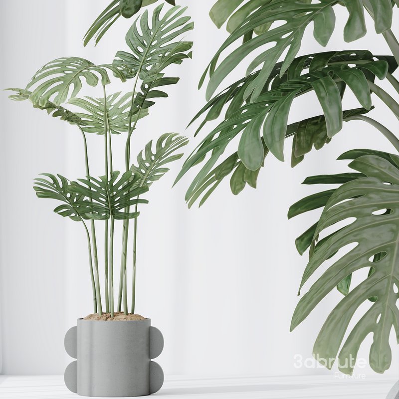 HousePlants Elegant Monstera Deliciosa Large Leaf Form Swiss Cheese Set04 Image 5