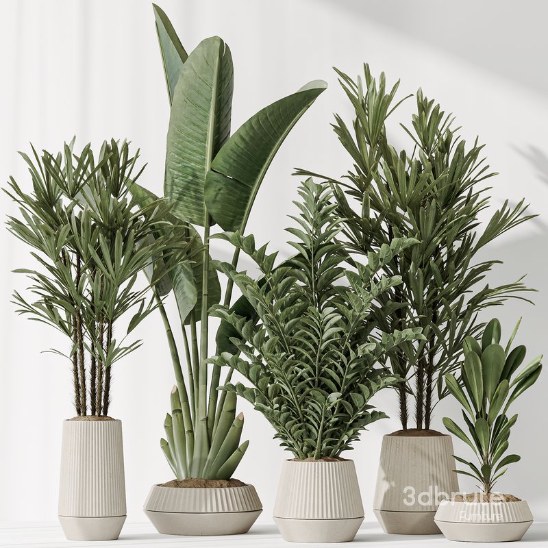 Indoor plant set 49 Image 2