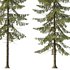 Spruce Tree03 - Thumbnail 2