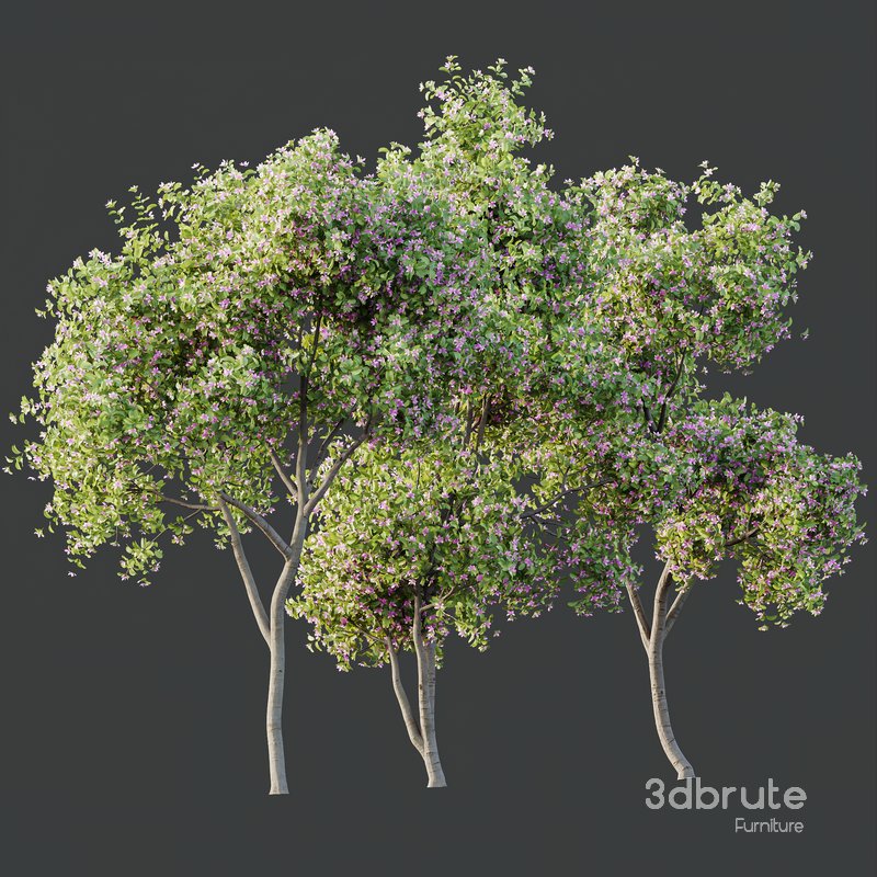 Plants Butterfly Orchid Geranium Bauhinia Purpurea Purple Tree Image 2