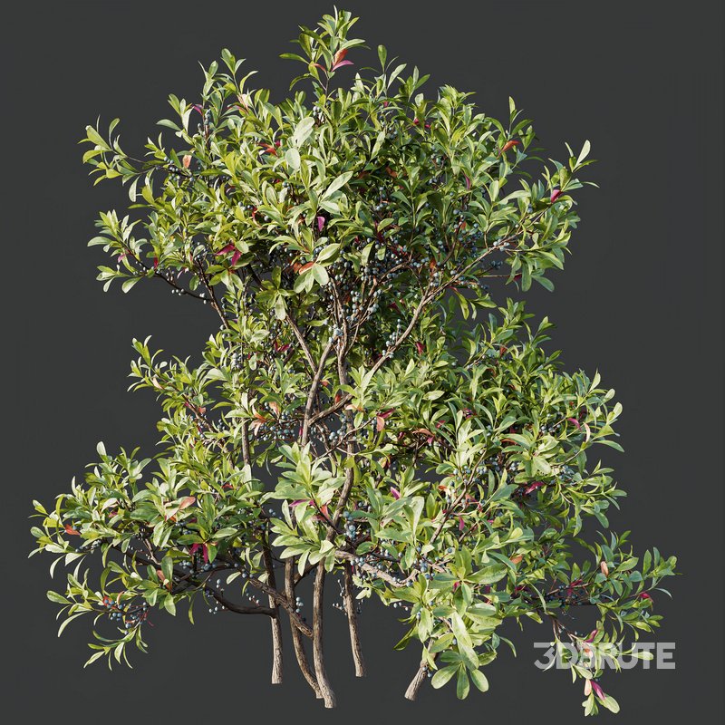 Plants Myrica Morella Pennsylvania Bayberry Candleberry Northern Fruit Image 3