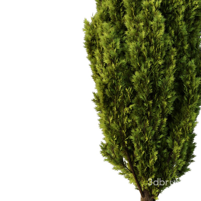 Italian Cypress Tree01 Image 1
