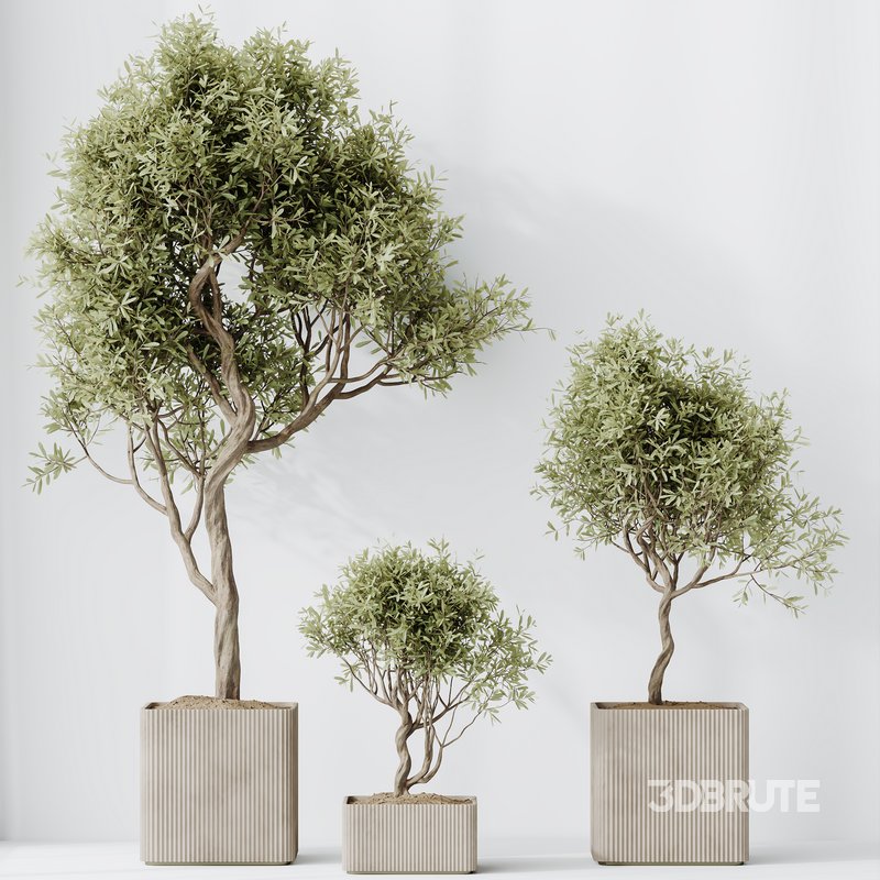 HQ HousePlants Mission Kalamata Leccino Arbequina Wilsonii Chemlali Olive Set 23 Image 5