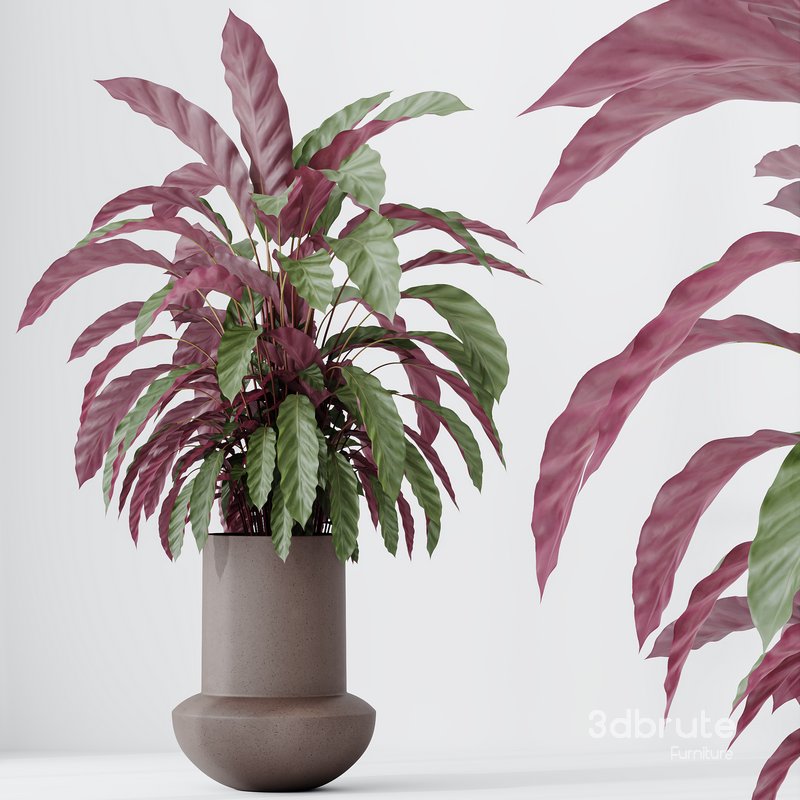 HousePlants Calathea Rufibarba Elbergrass Velvet Affordable Image 4