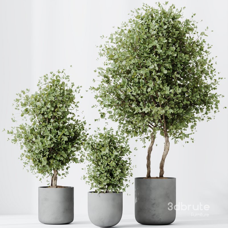 HQ HousePlants Mission Kalamata Leccino Arbequina Wilsonii Chemlali Olive Set18 Image 2