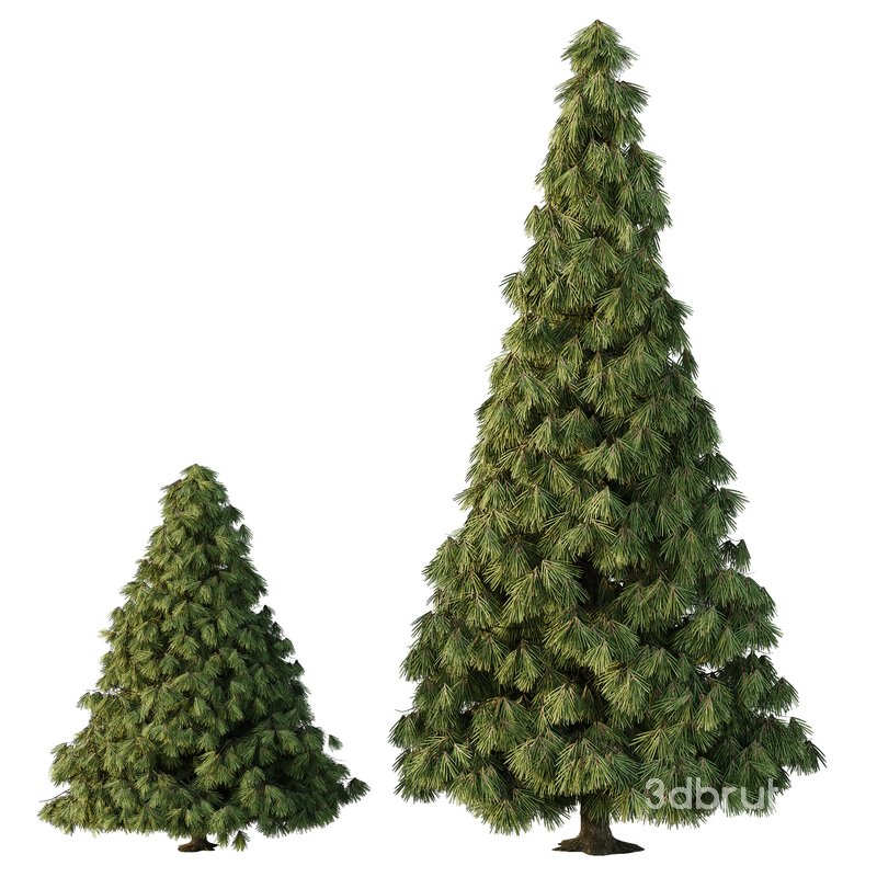 Spruce Tree07 Image 1