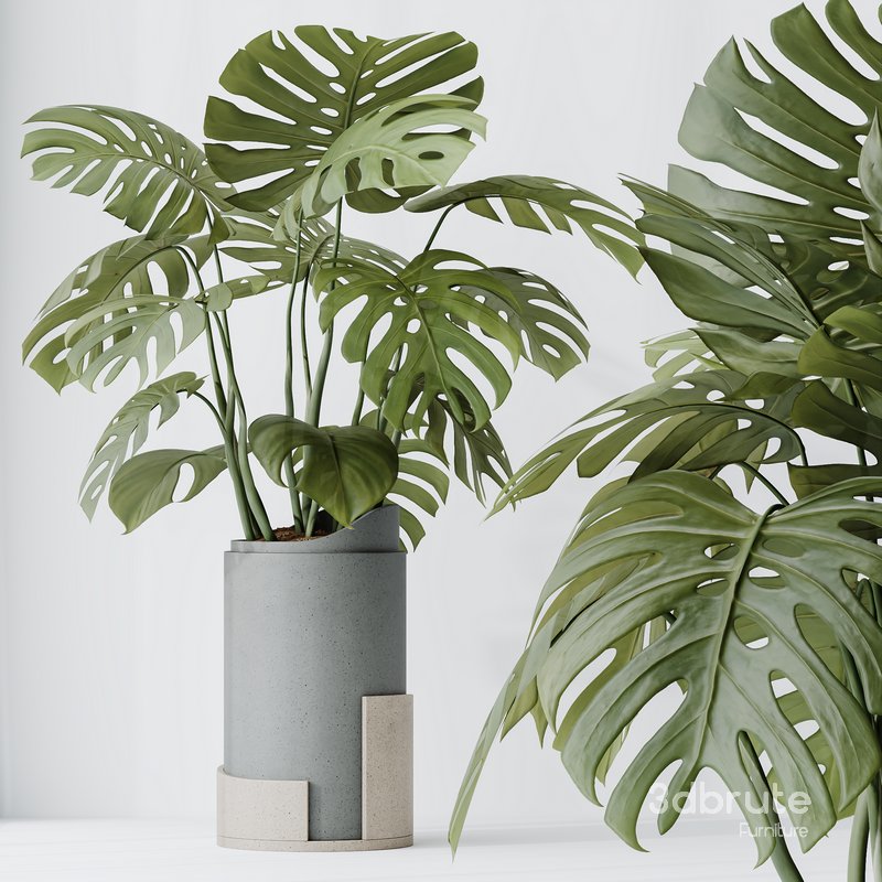 HousePlants Elegant Monstera Deliciosa Large Leaf Form Swiss Cheese Set03 Image 4