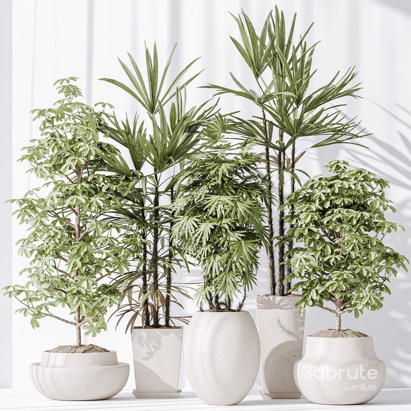 Indoor plant set 35 Image 3