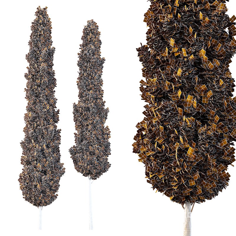 Italian Cypress Tree07 Image 2