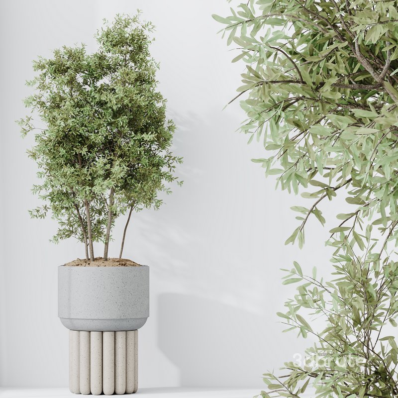 HousePlants Mission Kalamata Leccino Arbequina Wilsonii Chemlali Olive Set13 Image 4