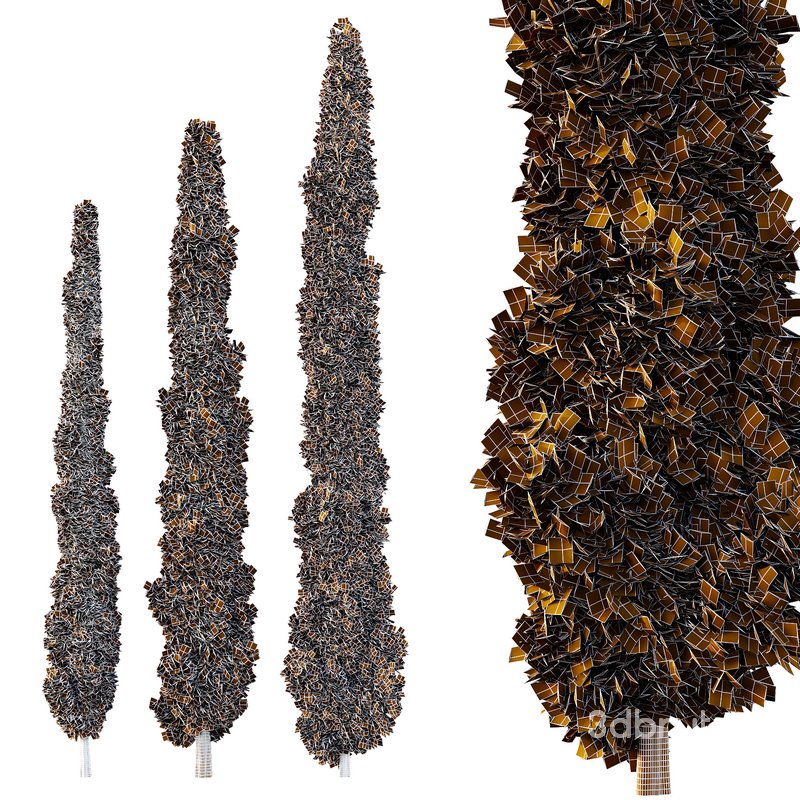 Italian Cypress Tree03 Image 2