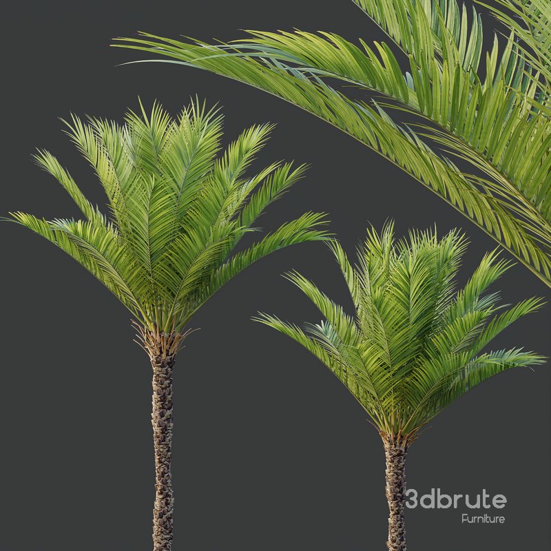 HQ Plants Phoenix Dactylifera Date Jurassic Palm Tree Image 4