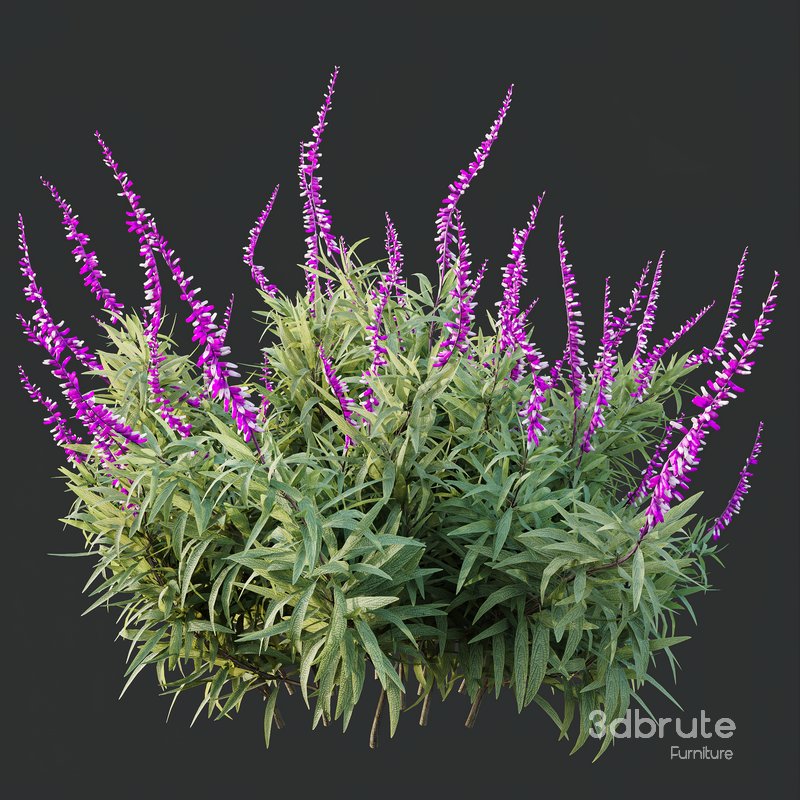 HQ Plants Salvia Leucantha Mexican Sage Santa Barbara Image 1