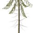 Spruce Tree02 - Thumbnail 4