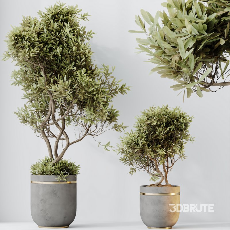 HQ HousePlants Mission Kalamata Leccino Arbequina Wilsonii Chemlali Olive Set 22 Image 3