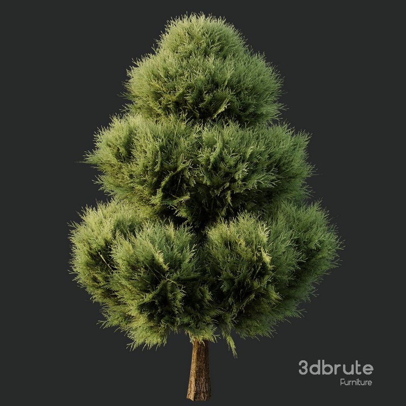 Italian Cypres Bush02 Image 2