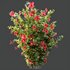 HQ Plants Hibiscus Rosa Sinensis Red Chinese - Thumbnail 3