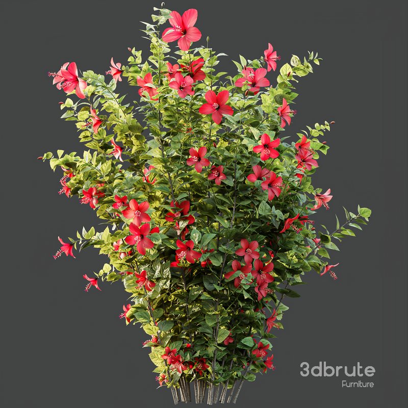HQ Plants Hibiscus Rosa Sinensis Red Chinese Image 3