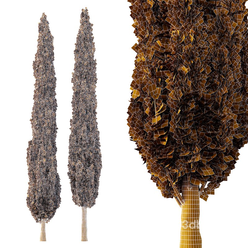 Italian Cypress Tree06 Image 2