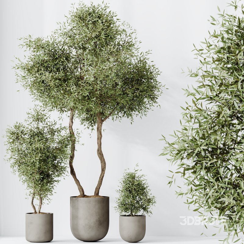 HQ HousePlants Mission Kalamata Leccino Arbequina Wilsonii Chemlali Olive Set 20 Image 3