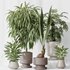Indoor plant set 53 - Thumbnail 3