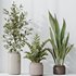 Indoor Plants Set 42 - Thumbnail 4