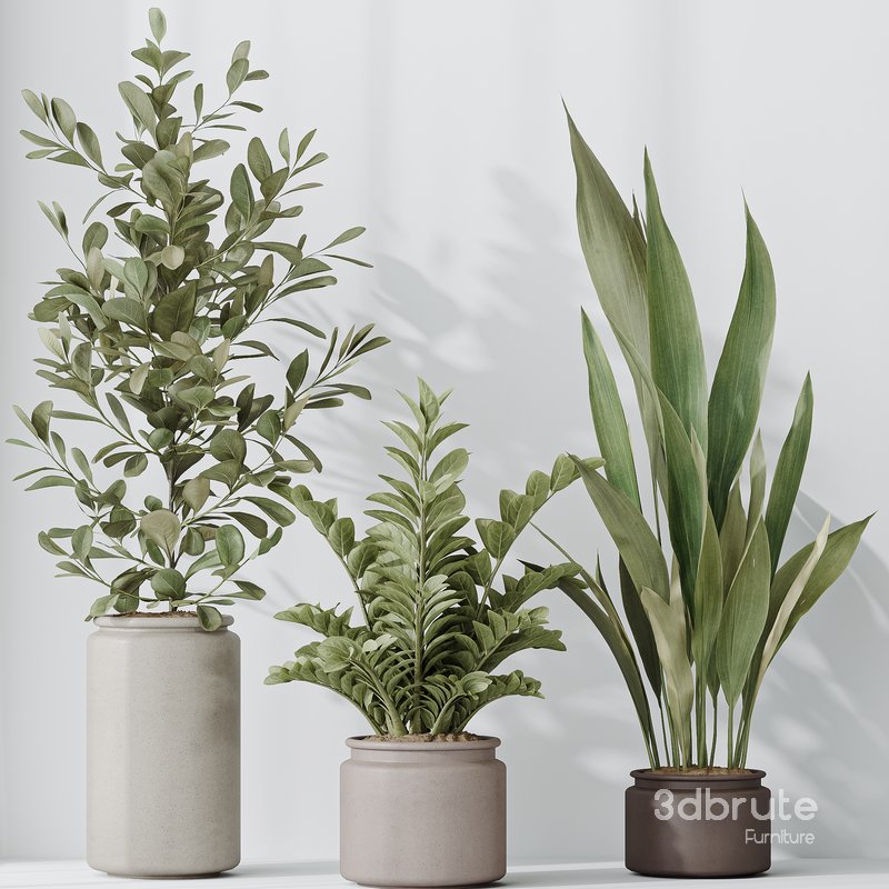 Indoor Plants Set 42 Image 4