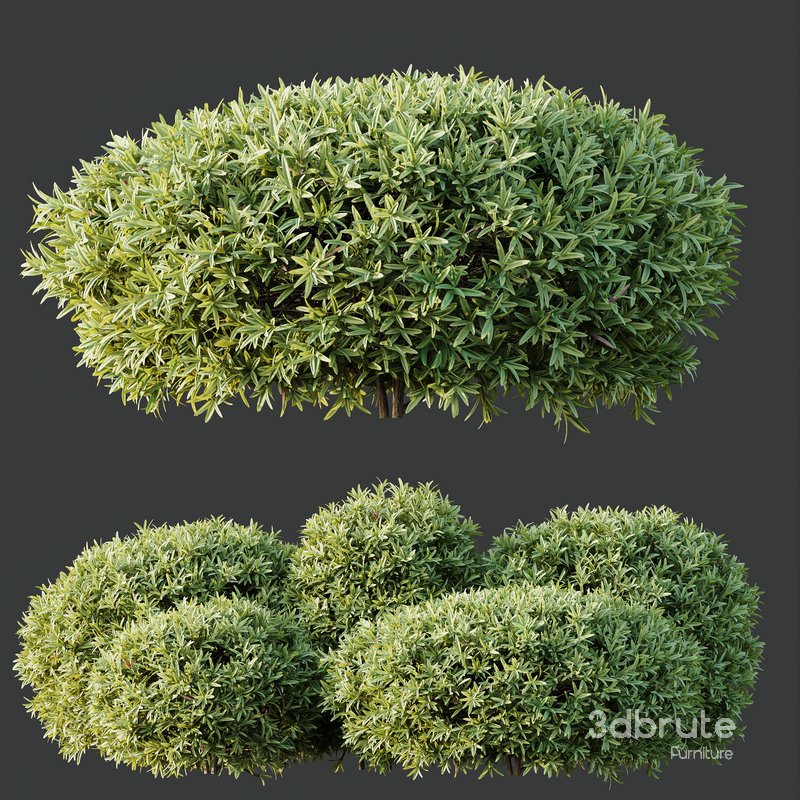 HQ Plants Phillyrea Angustifolia Rosemarinifolia Nana Architectural Image 2