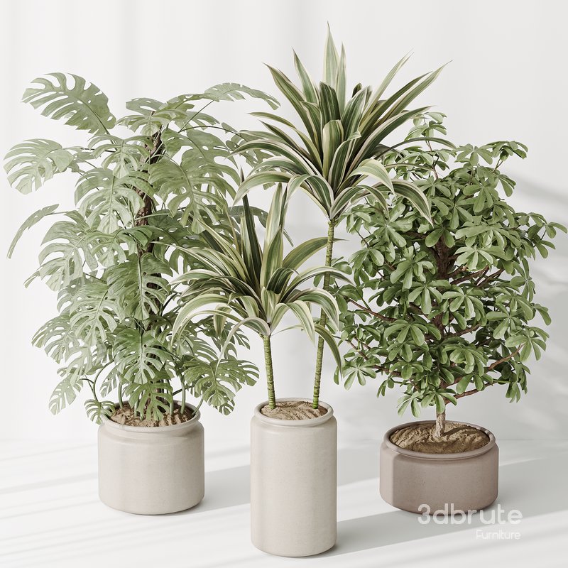 Indoor plant set 39 Image 2