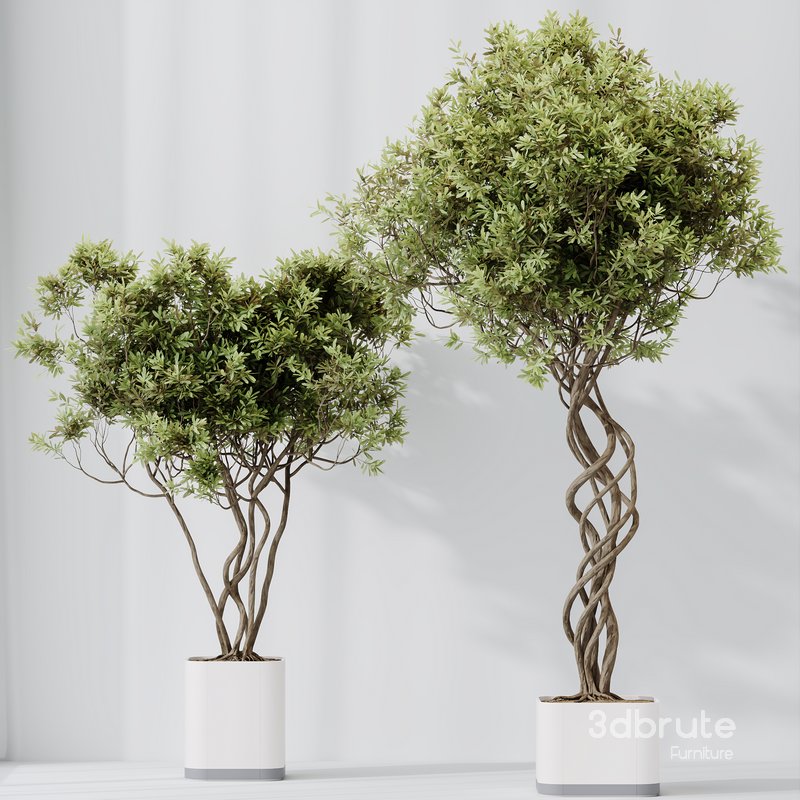 HQ HousePlants Mission Kalamata Leccino Arbequina Wilsonii Chemlali Olive Set16 Image 3