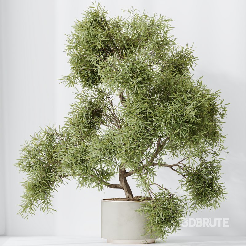 HQ HousePlants Mission Kalamata Leccino Arbequina Wilsonii Chemlali Olive Set 24 Image 4