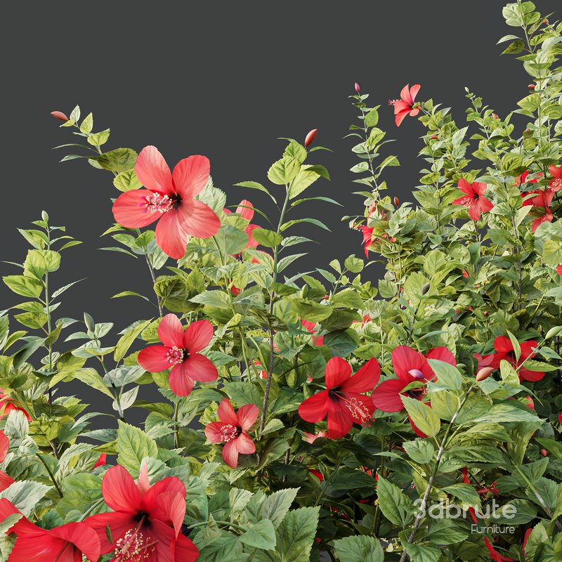 HQ Plants Hibiscus Rosa Sinensis Red Chinese Image 4