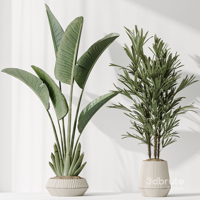 Indoor plant set 49 Image 3