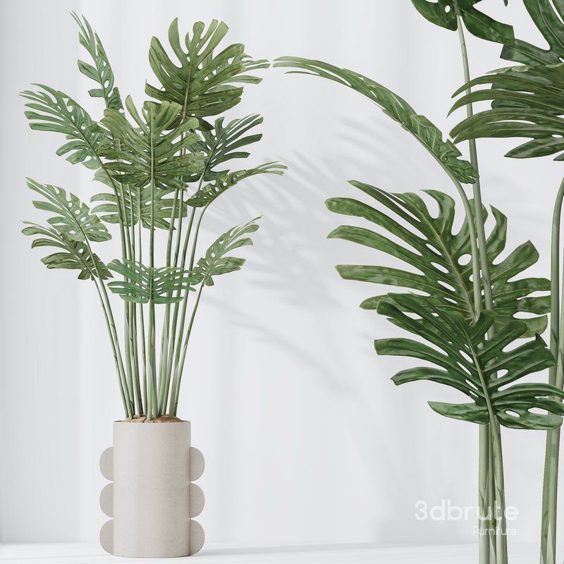 HousePlants Elegant Monstera Deliciosa Large Leaf Form Swiss Cheese Set04 Image 2