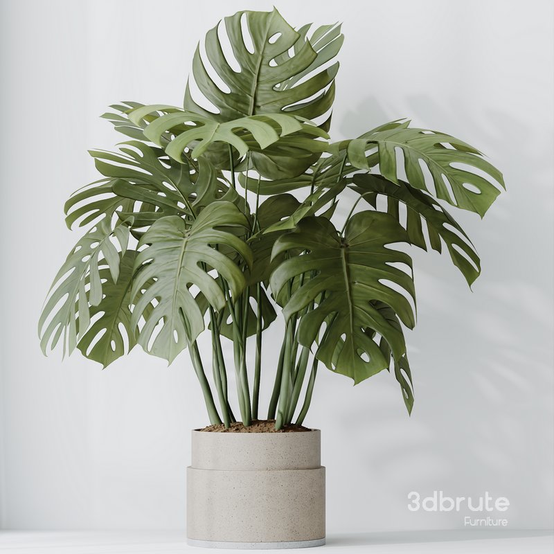 HousePlants Elegant Monstera Deliciosa Large Leaf Form Swiss Cheese Set03 Image 1