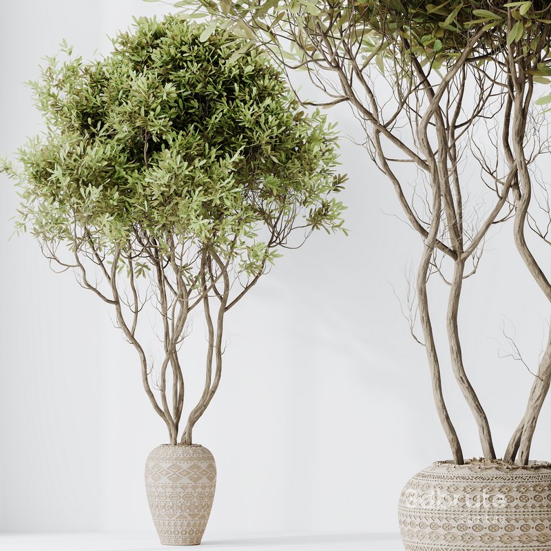 HQ HousePlants Mission Kalamata Leccino Arbequina Wilsonii Chemlali Olive Set17 Image 4