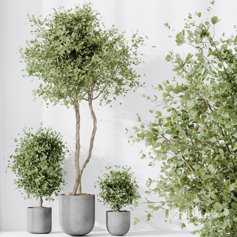 HQ HousePlants Mission Kalamata Leccino Arbequina Wilsonii Chemlali Olive Set18 Image 5